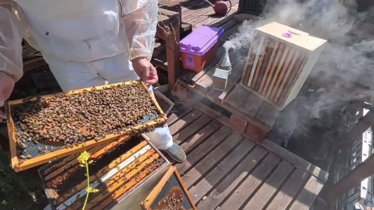 400 отводков за один день. Такое возможно? 400 new hives. 