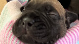 Cane Corso puppies update at 1 1/2 week old.