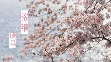 【中日歌詞】優里 - 「 桜晴 」《純粹中翻》