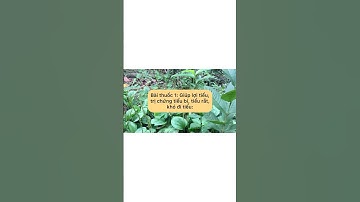 Bài thuốc dân gian giúp Lợi Tiểu, trị chứng Tiểu bí, tiểu rắt #caythuocnam #caythuocquy