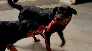 Dogs want attention| Dogs want to play| #rottweiler #rottweilerpuppy