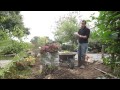 Les hortensias du haut bois comment planter un hortensia dans un parterre