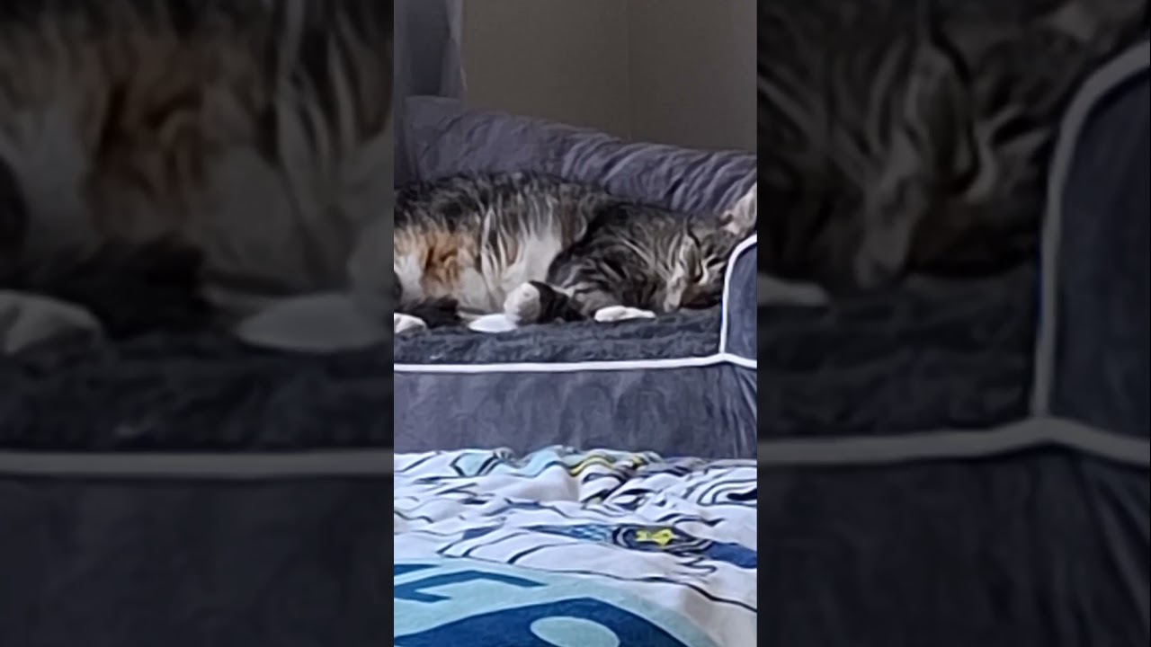 Mindy just chillin 😎 #cats #cat #catlover #catowner #pets #pet #petlover #petowner #cutecats