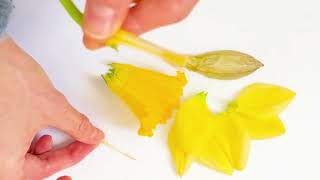 Investigating daffodil flowers - spring science activity to use with children at home or school
