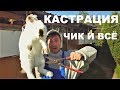 Процедура кастрации кроликов