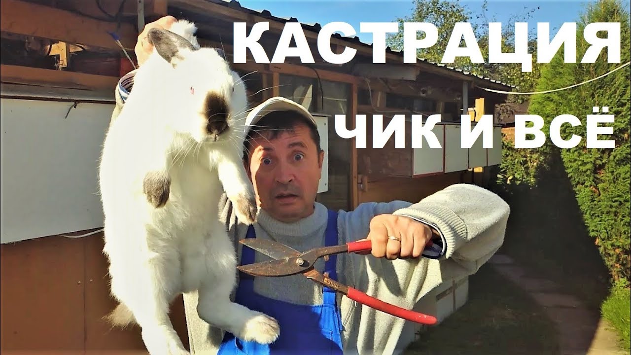 Подготовка к зиме %  КАСТРАЦИЯ кроликов