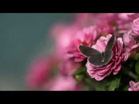 გიორგი გიოვანი (პოეზია)