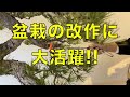 #盆栽 #bonsai 枝曲器の使い方　盆栽の枝を軽い力で強く「曲げる」！　How to use a branch bender .  #枝曲器