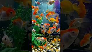Benar atau Salah! Ikan Mas Koki Punya Ingatan Hanya 3 Detik?