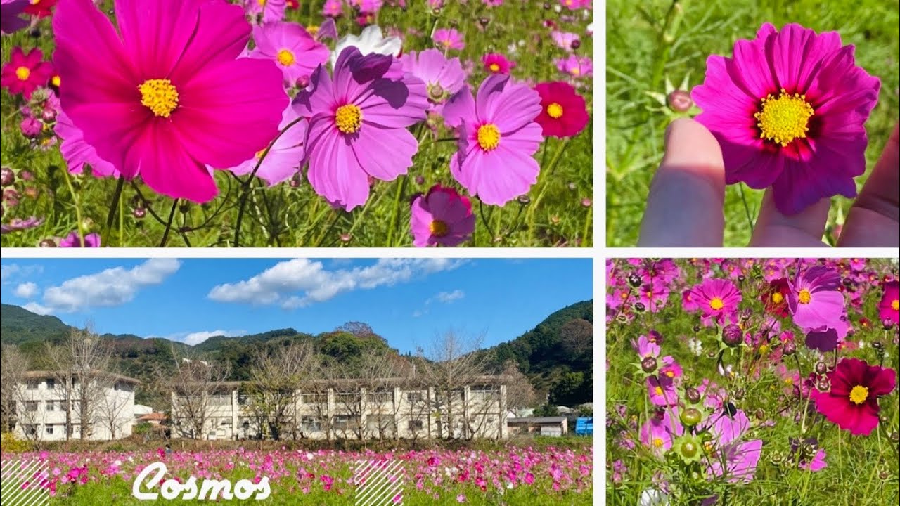 NAKAYAMA SUN TERRACE EHIME KEN JAPAN gardeninghouseplants1112 YouTube nakayama-sun-terrace-ehime-ken-japan-gardeninghouseplants1112-youtube