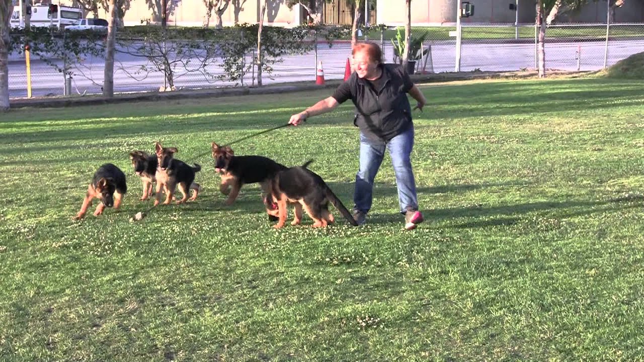 wolfgang expert dog training