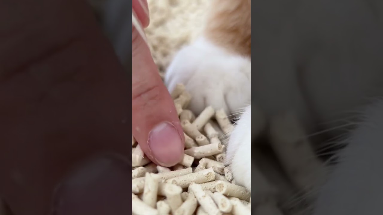 A Cat Litter Made With Food-Grade Ingredients