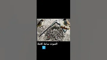 صوت عصفور التين تيان صيد الطيور صيد 