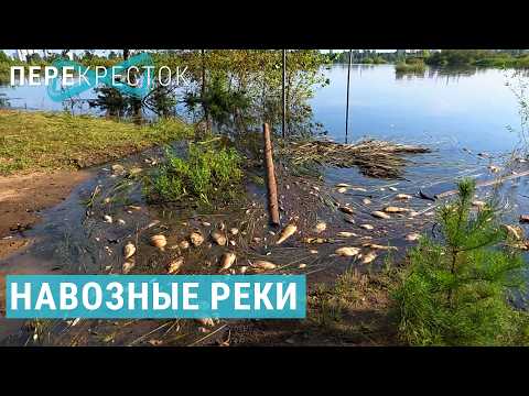 Youtube видео