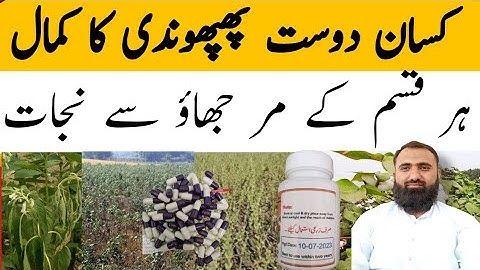 Trichoderma Use in Agriculture || Organic Control of Fusarium Wilt || Bilal Kanju Official