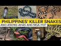 Most dangerous snakes in the philippines  venomous snakes  ph red tv