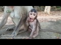 Life of monkeys Ep111, baby monkey jumping, baby monkey running, life of...