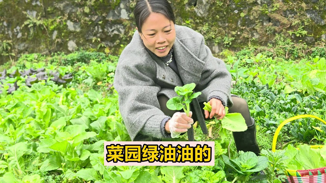 菜園一片綠油油，三嫂直呼根本吃不完，隨手一摘就是一大籃【農人家三嫂】