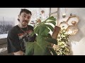 julien's plant tour (2021)