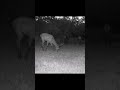 When the Stag grazes grass by night | #deer #trailcam #wildlife