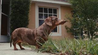 Just A Happy Dachshund - Zeiss 28mm F2 'Hollywood' on Canon C70