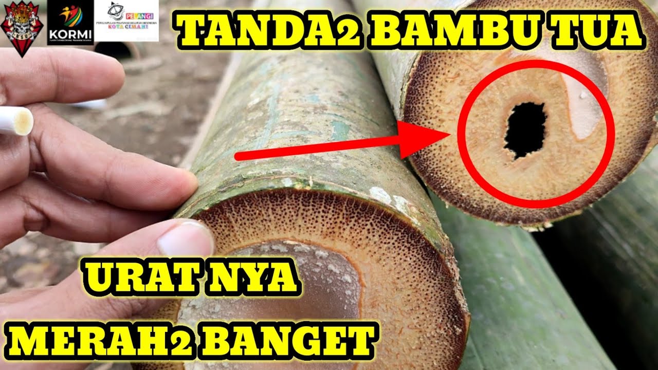 cara memilih bambu yang bagus buat layangan