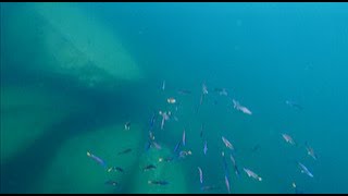 Swimming With Cichlids - Cyprichromis leptosoma - Kayleza Bay
