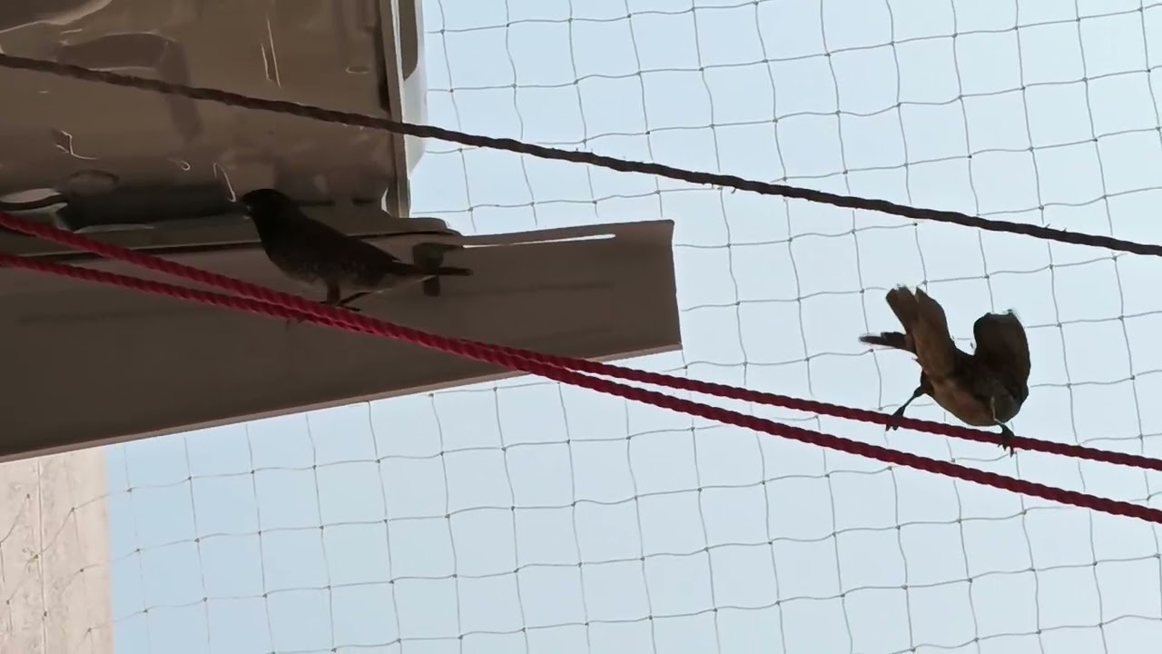 Heartbreaking Moment: Scaly-breasted Munia Parents Return to an Empty Nest