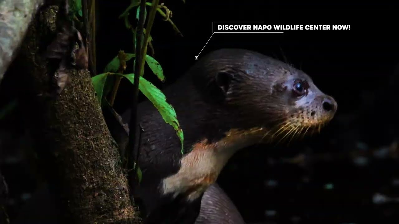 Napo Wildlife Center Eco-Lodge - Discover the flora and fauna in the heart of the Ecuadorian Amazon