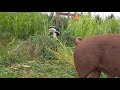 Pasture-raised pigs at Johnson Family Pastures