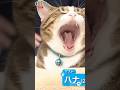 放送事故！収録中の眠気に勝てず…