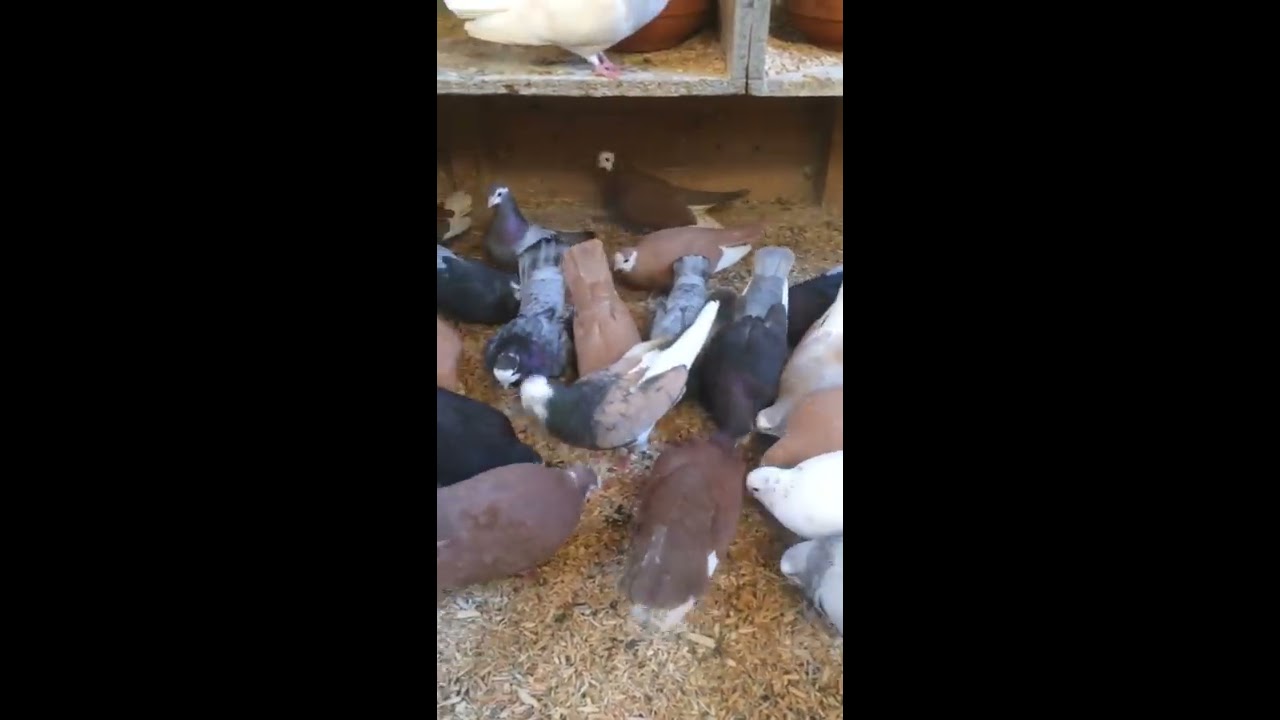 Badges Wolverhampton tumblers YouTube