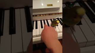 Green budgie on piano while a noob version of megalovania is played