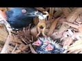 #EP3.Greater coucal  Feed the frogs [ Review Bird Nest ]