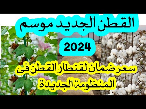 سعر القطن الجديد 2024 تم تحديده من قبل المنظومة الجديدة للمزادات 2023 2024 سعر القطن الجديد 2024 تم تحديده من قبل المنظومة الجديدة للمزادات 2023 2024