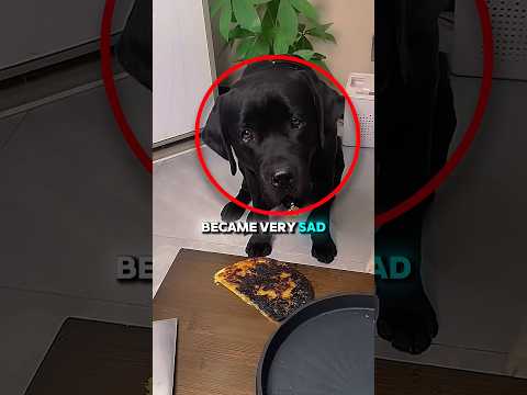 He almost cried when he felt his owner gave him the burnt food while his friend gets delirious ❤️