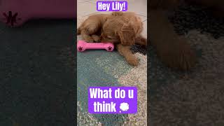 Cavoodle Puppy best dog joke ever..  #dog#cavoodle#puppy#puppyface