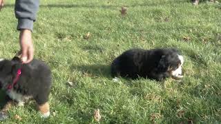 Roy Yoder's Bernese Mountain Dog Puppies
