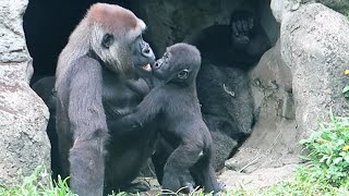 Sweet Hugs From Ringo 🦍找哥找姨抱抱，姨咬咬回應❤🧡💛