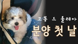 강아지 데리러 가는 날🐾캘리포니아에서 아리조나로 떠나는 여정∙꼬똥 드 툴레아 입양 첫날∙새 가족 이름 공개