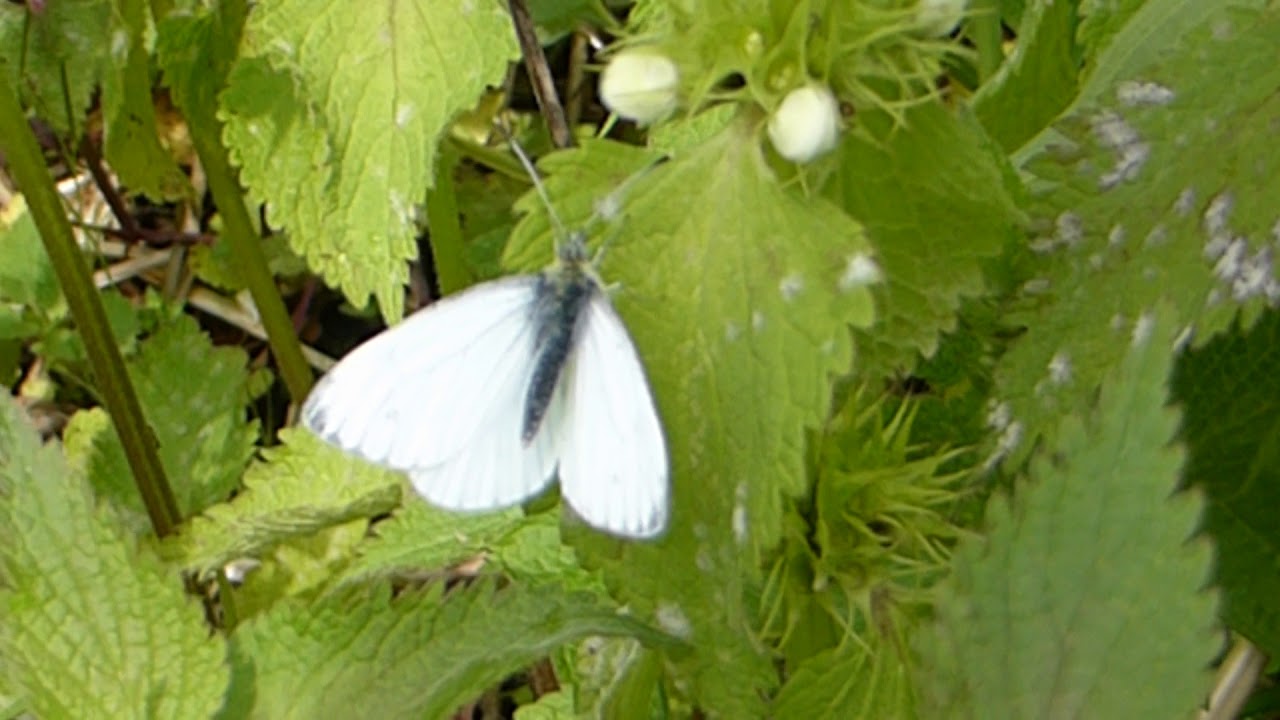 Large White Butterfly - on White dead nettle - Ljósatvítönn - Villijurt - Hvítskjanni - Fiðrildi