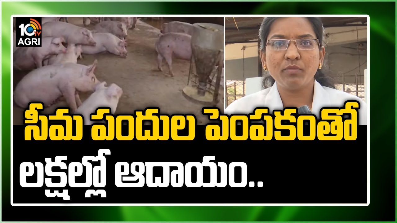 సీమ పందుల పెంపకం‏తో లక్షల్లో ఆదాయం..| Earn Lakhs Of Money In Pig Farming | Matti Manishi | 10TV Agri