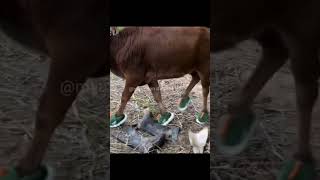 Off Yawre Off Mamikan Dublaj