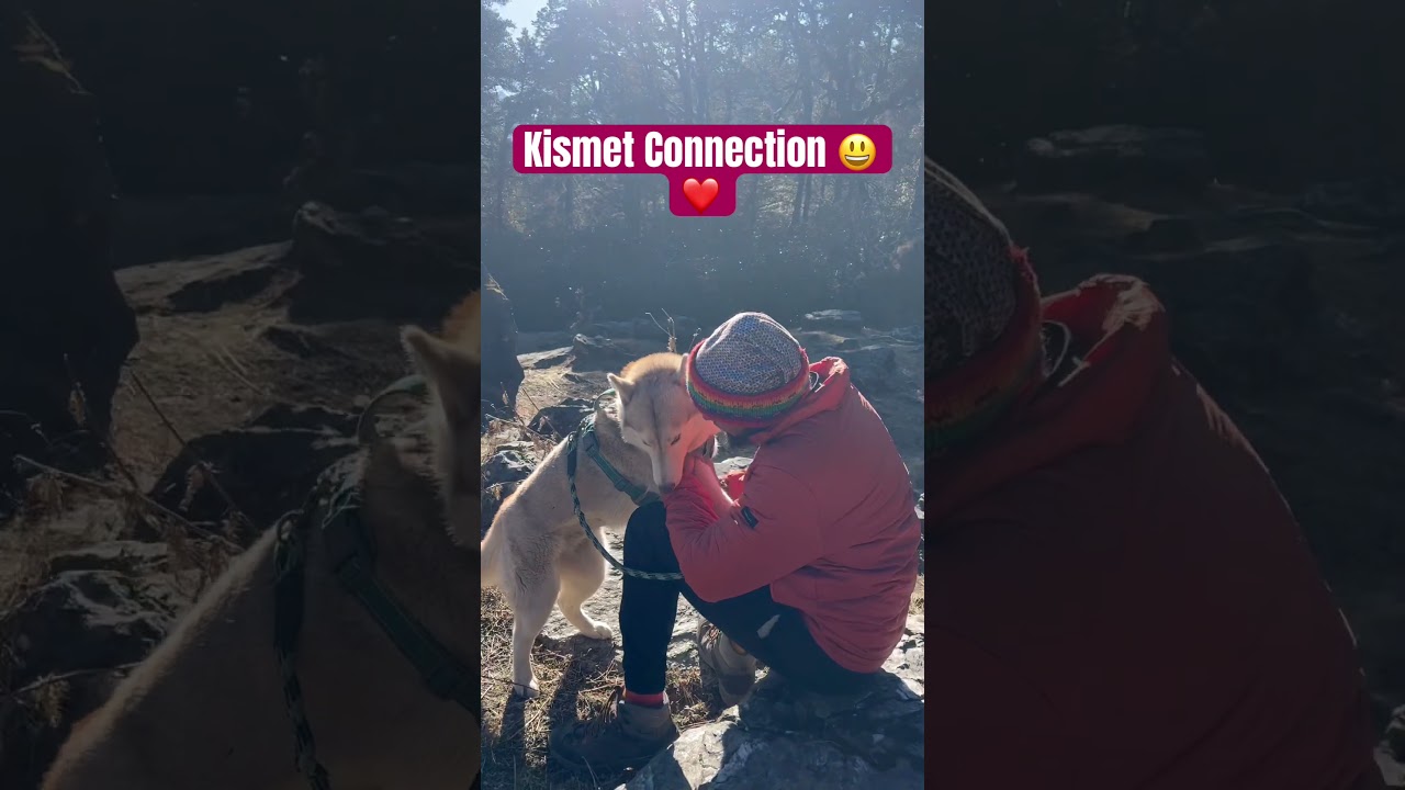 Video thumbnail: #bella #happyfeet #travel #banjaaraacouple #mountains #travelindia #love #dogshorts #huskyshorts