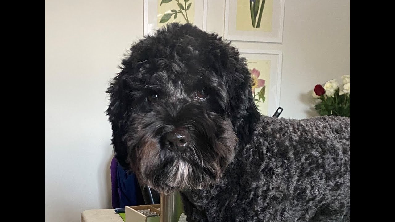 Goldendoodle Face and Eye Trim YouTube