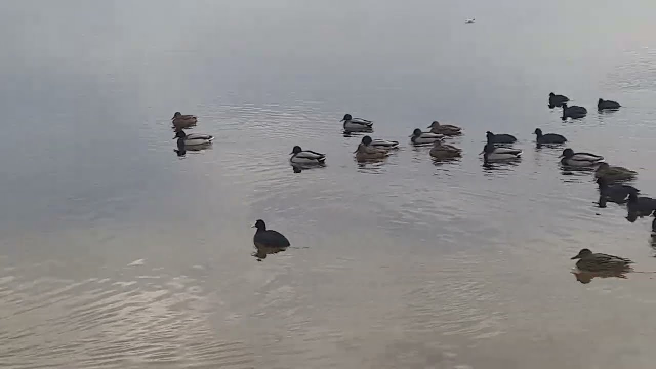 Снова у озера