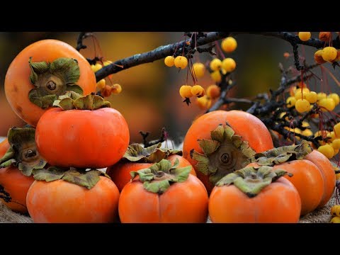 Чем ПОЛЕЗНА ХУРМА и что она лечит?