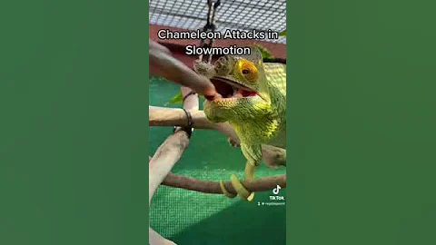 How a Chameleon-Tongue Looks Like In Slowmotion. 🔍