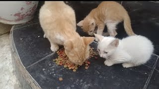 Best kitten Street Homeless by world of stray meowing  711 views 8 months ago 2 minutes, 24 seconds