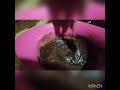 صوص شيكولاته خطير وسهل مع بوسى 
